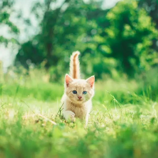 Katze im Garten